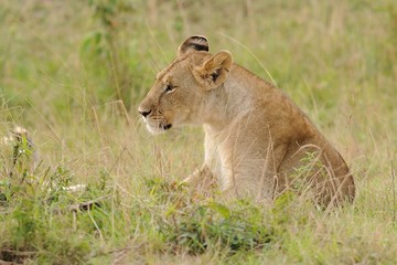 Leone
