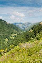 Flowers in the Pas valley