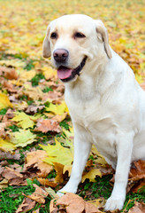 Labrador retriever portrait