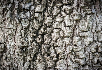 old bark
