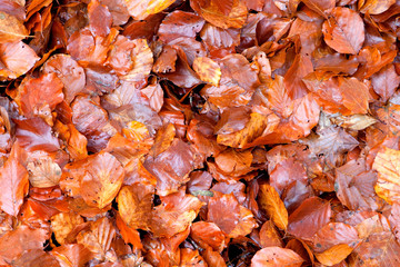 Many brown wet leaves