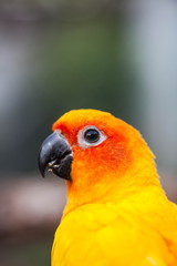 colorful Sun conure bird