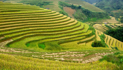 terrced rice fields - gold