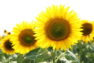 Obraz premium Sunflower field