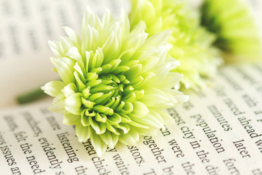 green chrysanthemum on the book