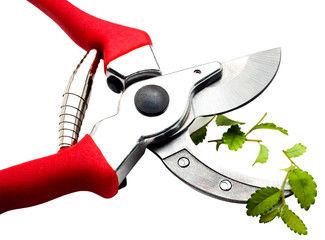 Close-up of pruning shears pruning plant