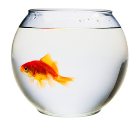 Naklejka na ściany i meble Goldfish in fishbowl