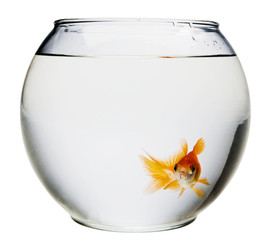 Goldfish in fishbowl