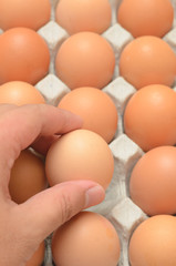 Hand select egg in carton