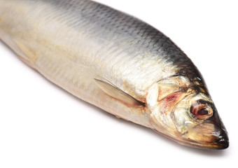 herring
