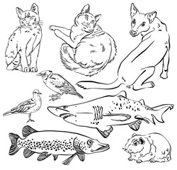 Sketch of animal set