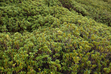 Rododendro ferrugineo