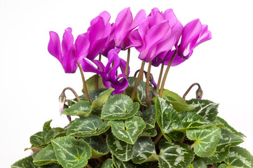 Ciclamino viola