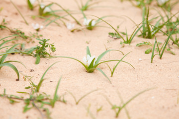 Androcymbium psammophilum, endemic to Canary Islands Fuerteventu
