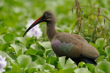 Ibis Hadada