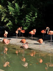 Fenicotteri rosa
