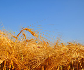 Fototapeta premium golden wheat in the blue sky background