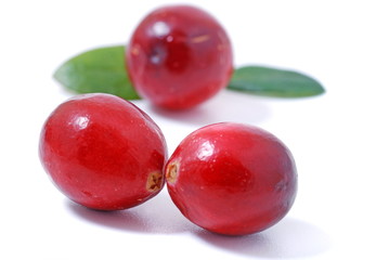 Frische Preiselbeeren