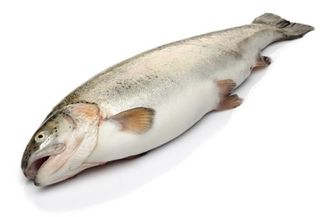 Fresh Salmon