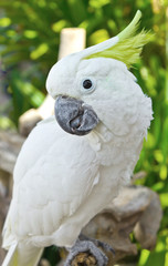 closed up of Macaw parrot