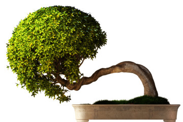 Bonsai tree side view with a white background.