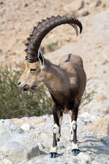Nubian ibex