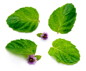 Mint leaf with flower © lenushka2012