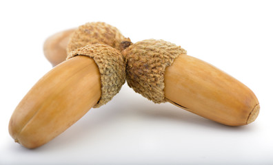 Acorn on white background