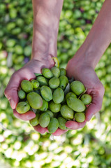 Hands holding green olives