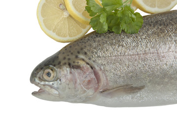 Rainbow trout