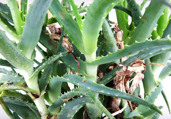 aloe vera