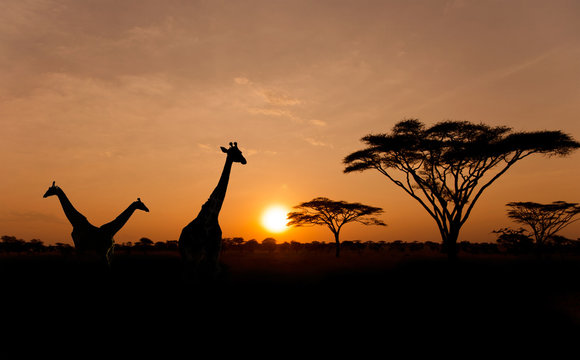 Fototapeta Setting sun with silhouettes of Giraffes on Safari