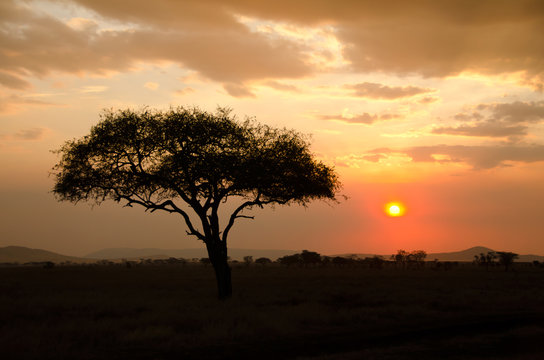 Setting Sun shinning with single Acacia tree in Africa