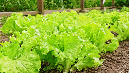 Lettuce in a greenhouse.