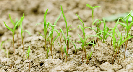 Dills on the ground.