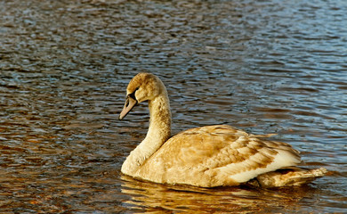 Young swan on the water.