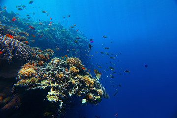 Fototapeta na wymiar Reef