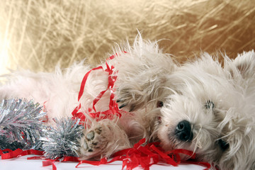 White puppy