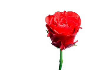 Single red rose isolated on white.
