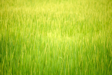 Obraz premium Rice field
