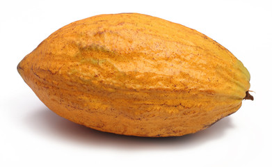 Cacao pod