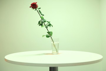 single red rose on the table 2