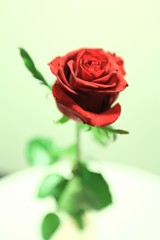 single red rose 2