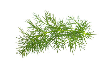 Fresh branch of fennel on a white background.