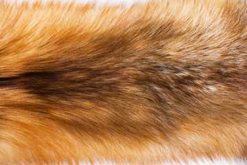 Portrait of beautiful fox skin