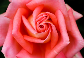 Fototapeta na wymiar Deep Orange Rose