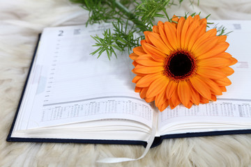Kalendarz biznesmena, kwiat gerbera
