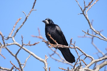 Raven sitting on a tree.