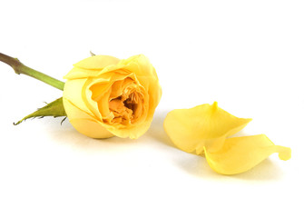 yellow rose and petals