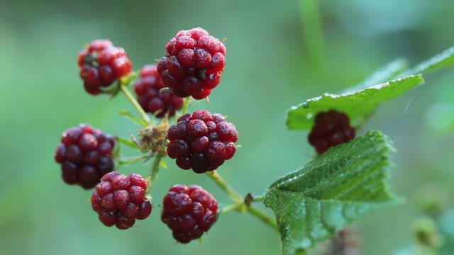blackberries